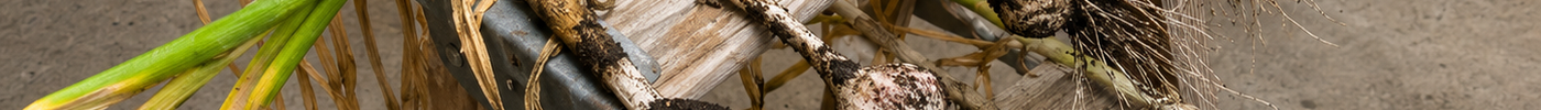Freshly harvested Music garlic laid across a step ladder to cure — when to harvest garlic in Oregon