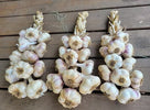 Earthwise Garlic seed garlic varieties for sale online
