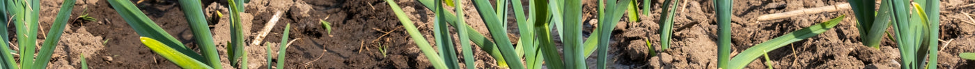 Garlic plants growing in rows being watered with irrigation hose in garden soil