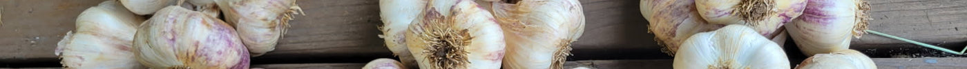 Braided Inchelium Red softneck garlic — a variety well suited to warm climates