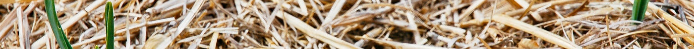 Garlic bed covered with straw mulch to suppress weeds and retain soil moisture