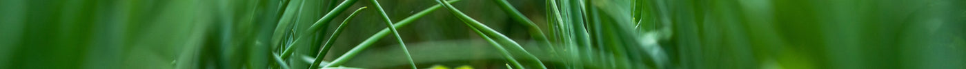 Green garlic plants growing in garden rows