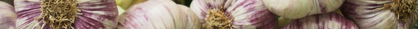 Purple-striped hardneck garlic bulbs — how to choose garlic varieties for planting
