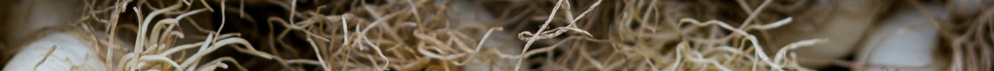Freshly harvested garlic bulbs with roots — solo garlic grows as a single undivided bulb