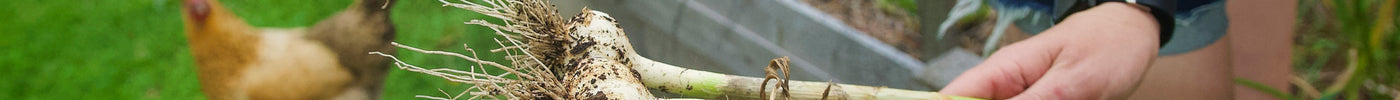 Person holding freshly pulled green garlic with roots from the garden