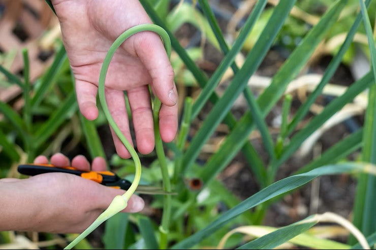 Cutting garlic scapes from hardneck garlic plant to improve bulb growth