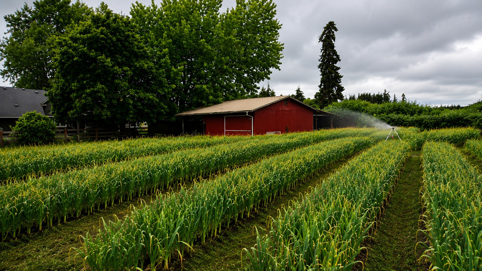 Earthwise Garlic crop growing in the Willamette Valley — how to fertilize garlic organically