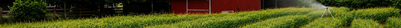 Earthwise Garlic crop growing in the Willamette Valley — how to fertilize garlic organically