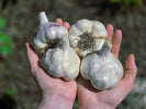 Pesticide-free seed garlic from Earthwise Garlic farm in Oregon