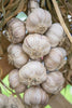Best garlic varieties for Oregon gardens grown in the Willamette Valley