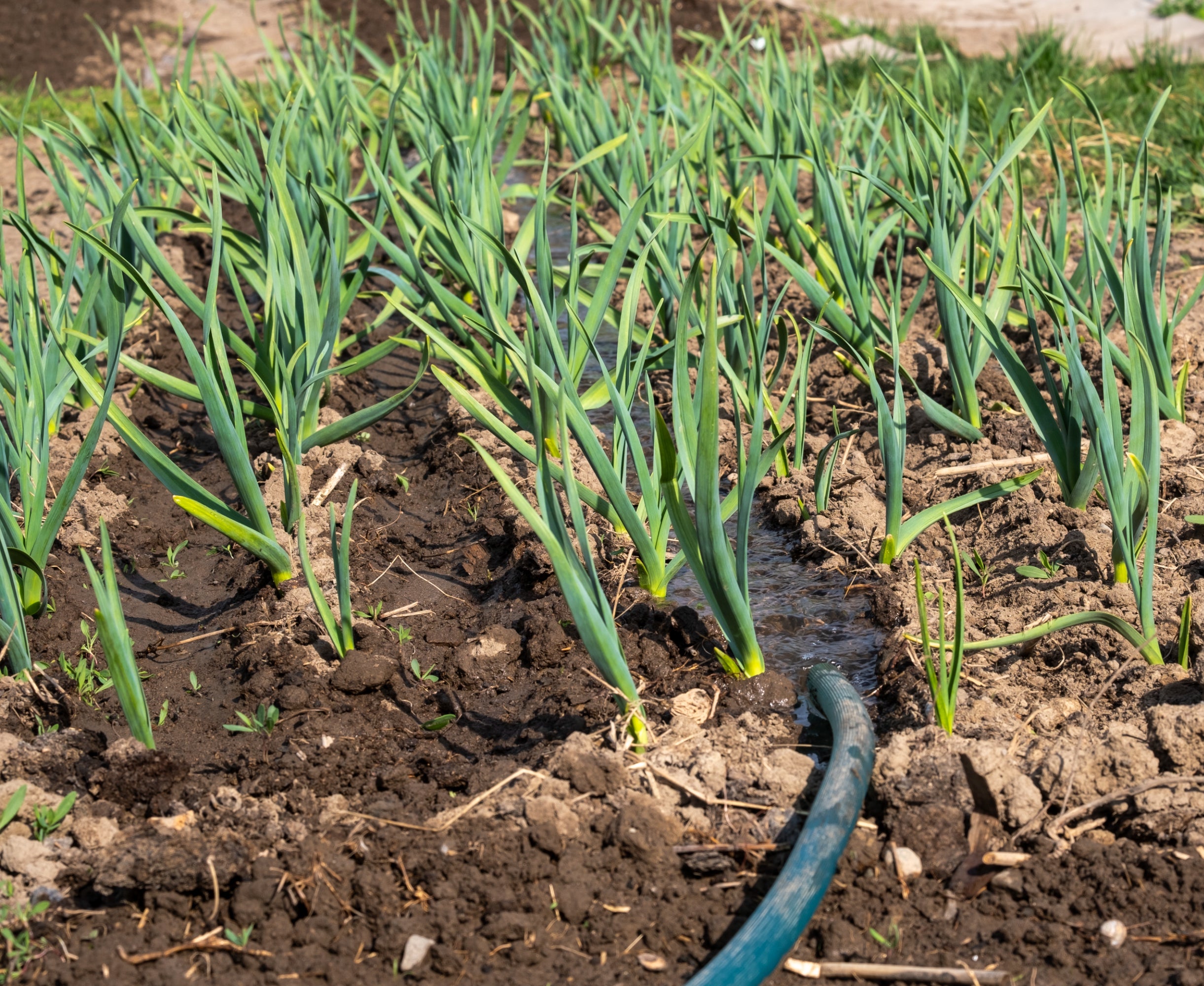 Garlic plants growing in rows being watered with irrigation hose in garden soil