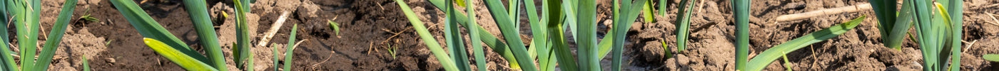 Garlic plants growing in rows being watered with irrigation hose in garden soil