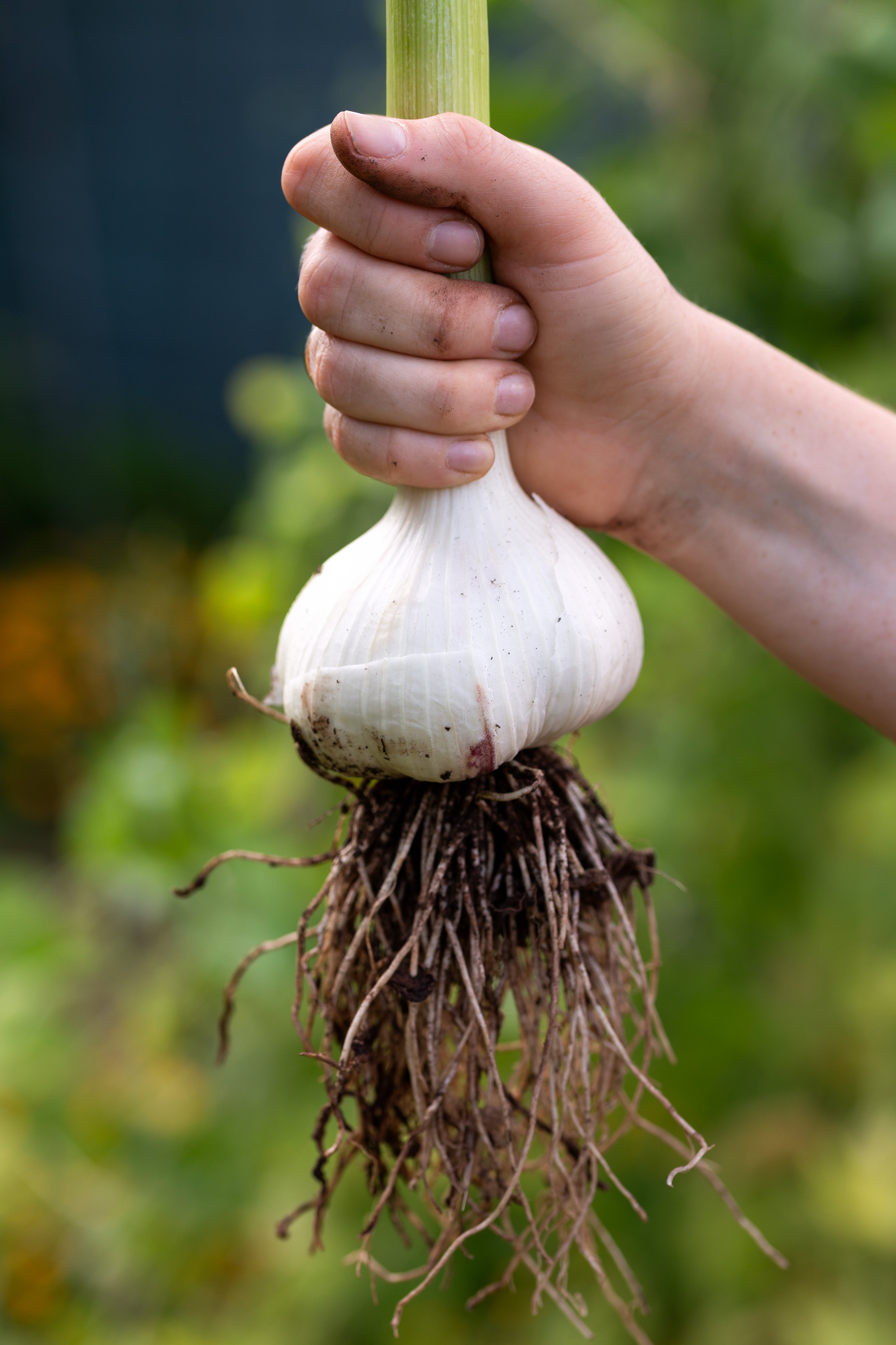 Garlic bulbs hanging in bunches to cure with airflow in a barn