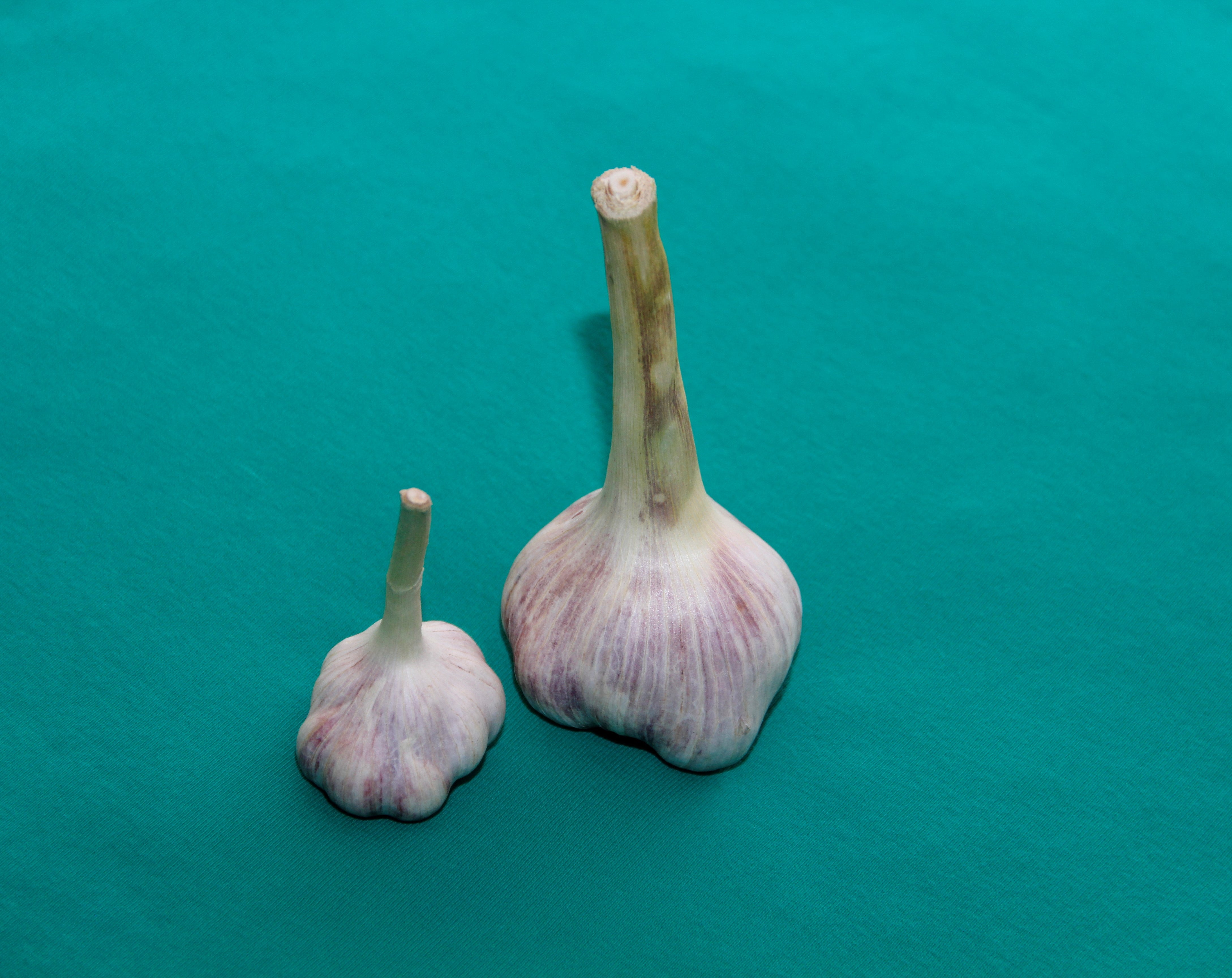 Small garlic bulbs and a single round bulb caused by lack of cold exposure or poor growing conditions