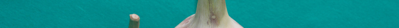 Small garlic bulbs and a single round bulb caused by lack of cold exposure or poor growing conditions