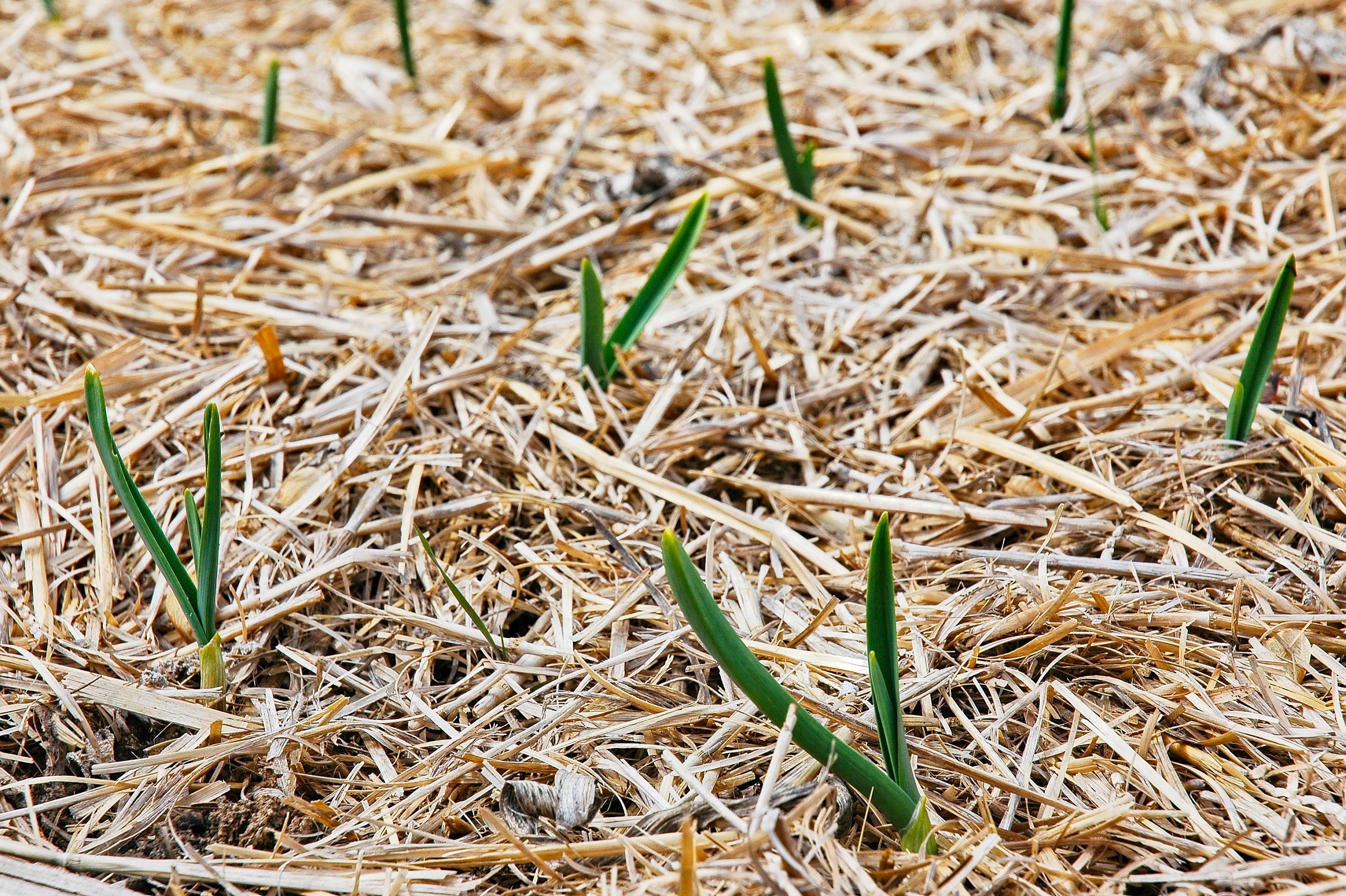 Garlic bed covered with straw mulch to suppress weeds and retain soil moisture