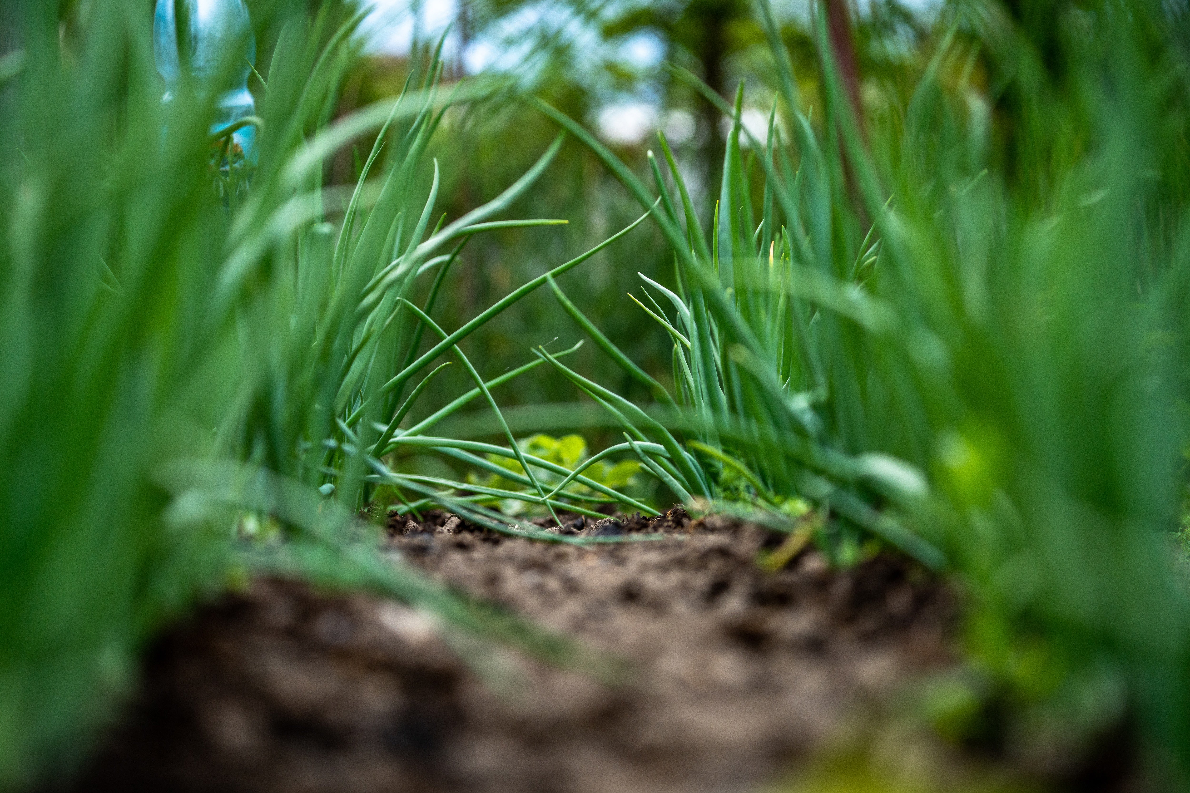 Green garlic plants growing in garden rows