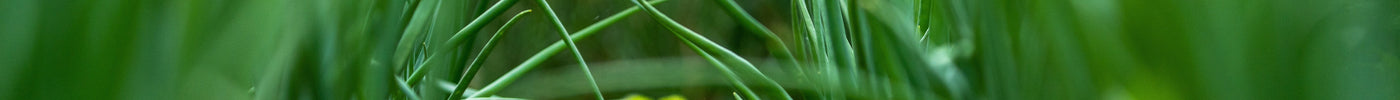 Green garlic plants growing in garden rows