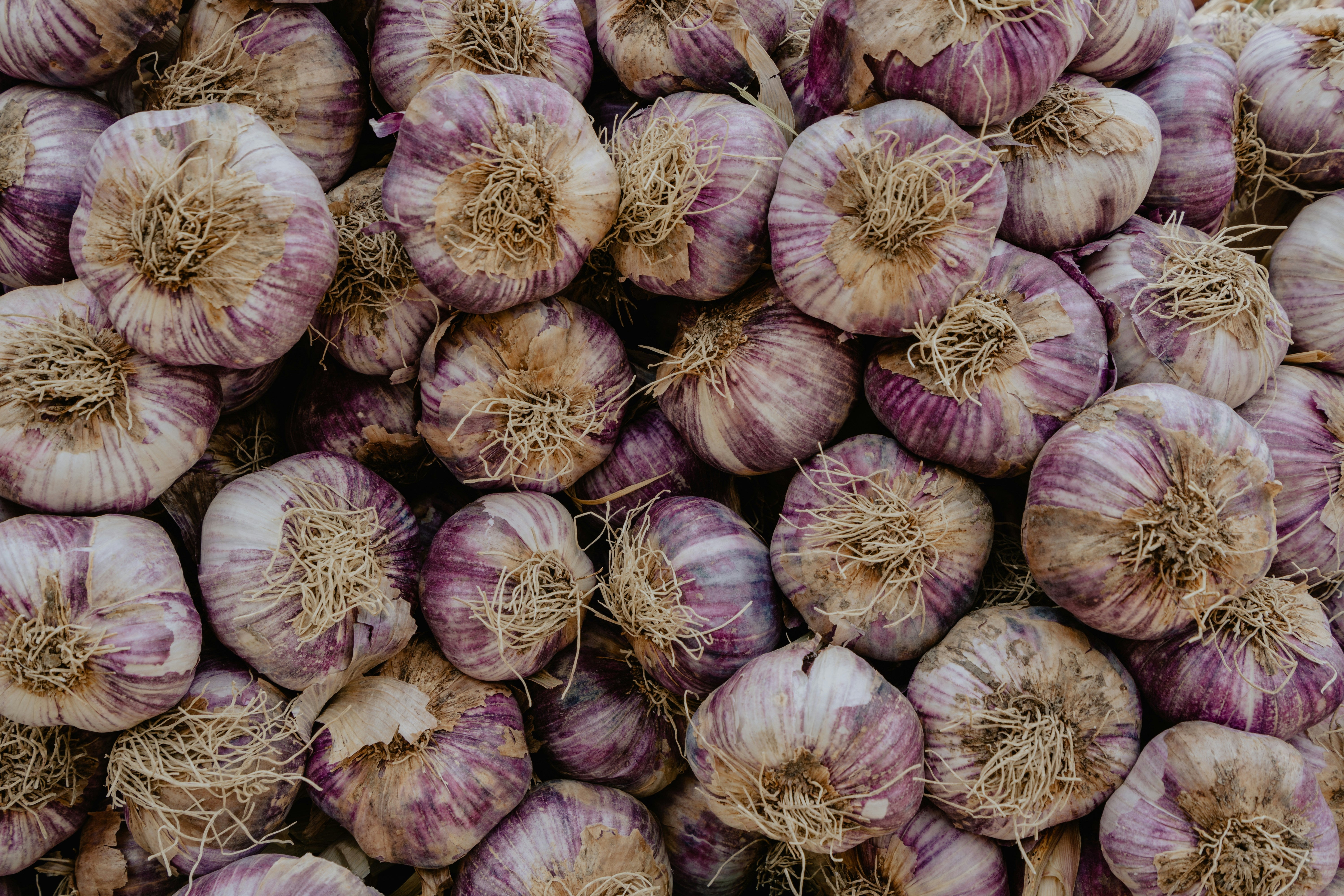 Purple-striped hardneck garlic bulbs — Donostia Red Creole and Georgian Fire compared