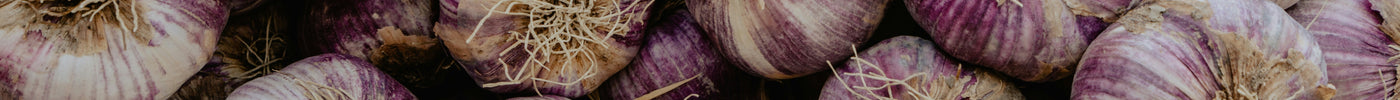Purple hardneck garlic bulbs overhead — seed garlic still available from Earthwise Garlic