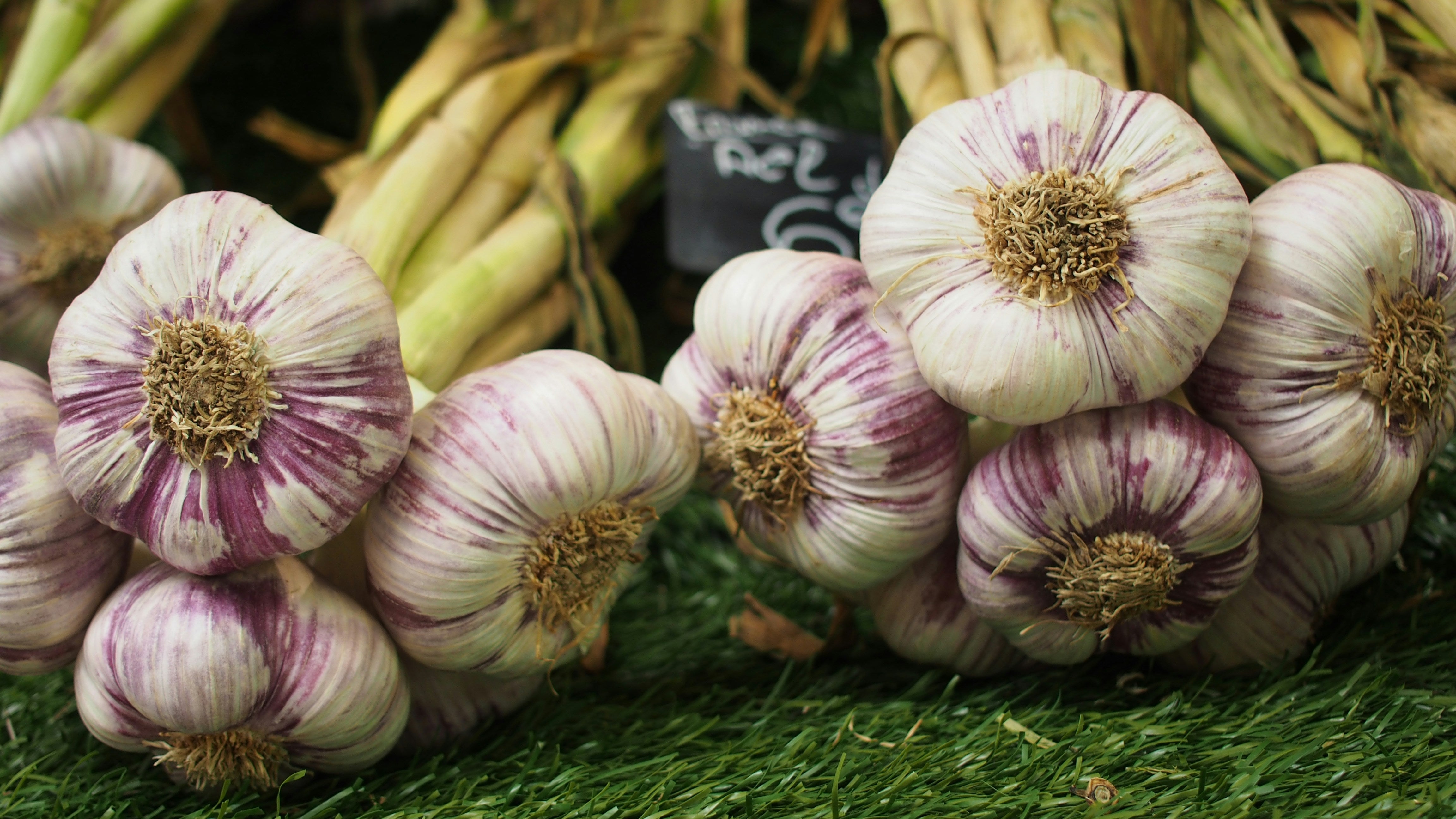 Purple-striped hardneck garlic bulbs — how to choose garlic varieties for planting