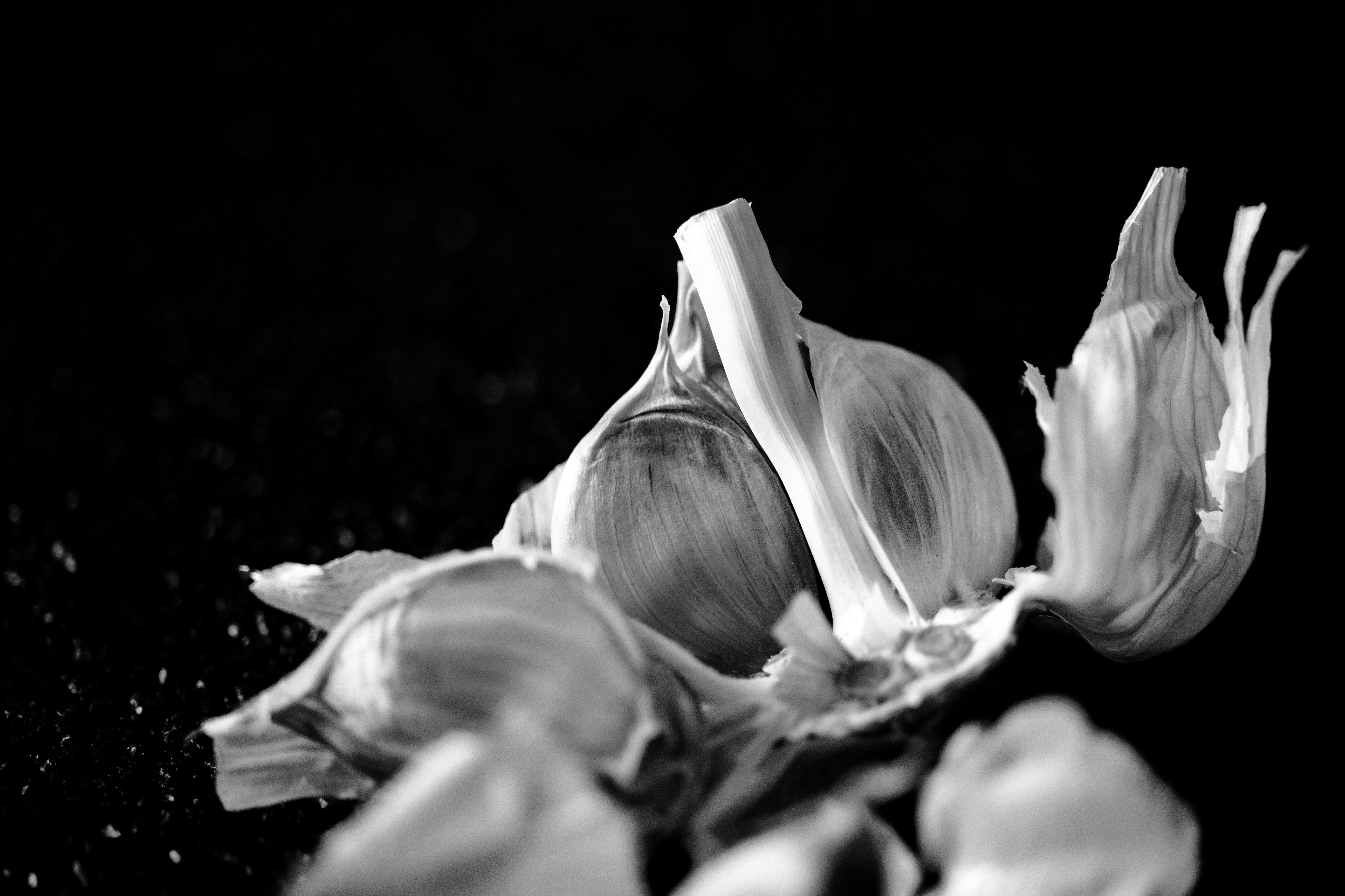Dramatic close-up of a broken garlic bulb with individual cloves — Donostia Red Creole seed garlic