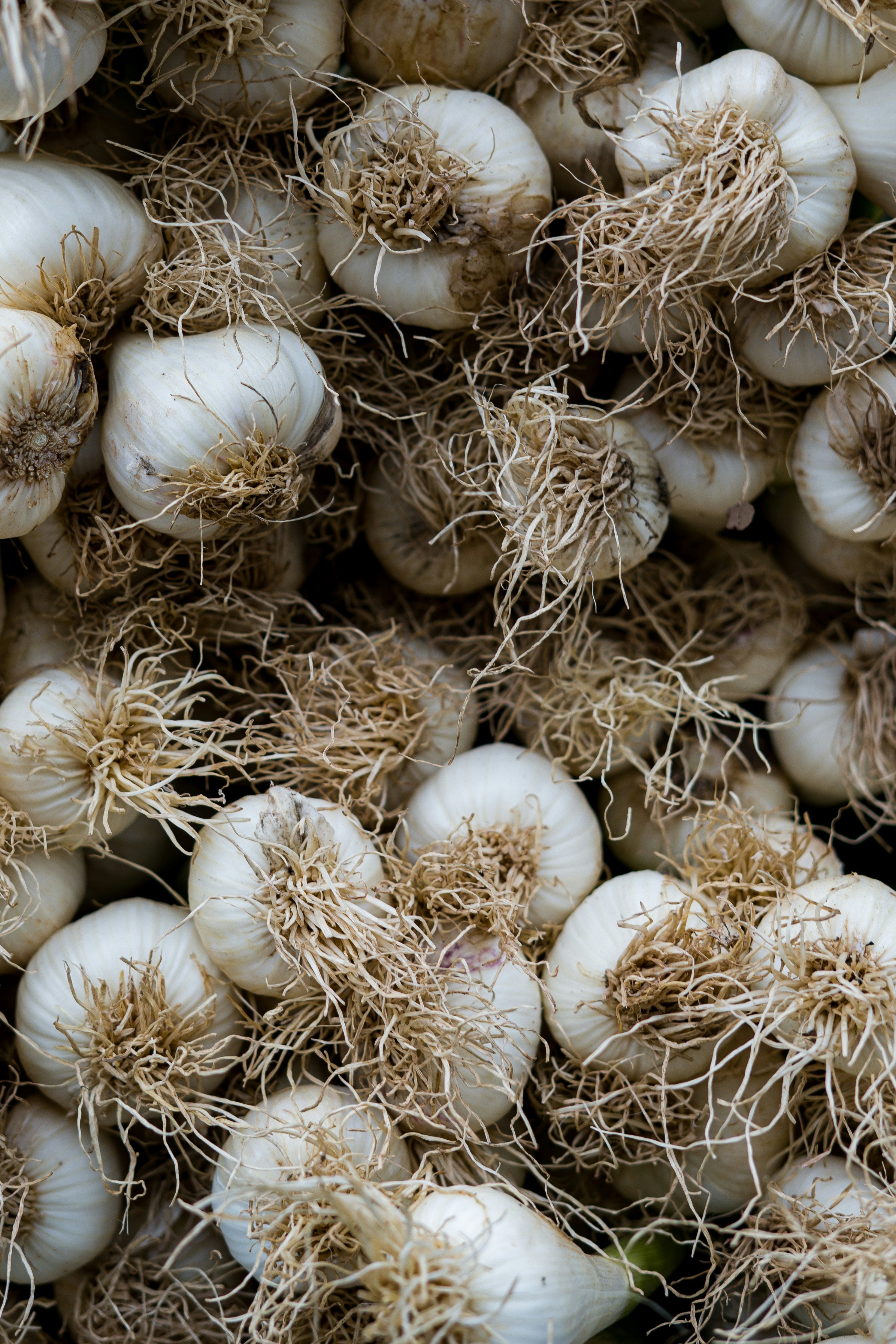 Freshly harvested garlic bulbs with roots — solo garlic grows as a single undivided bulb