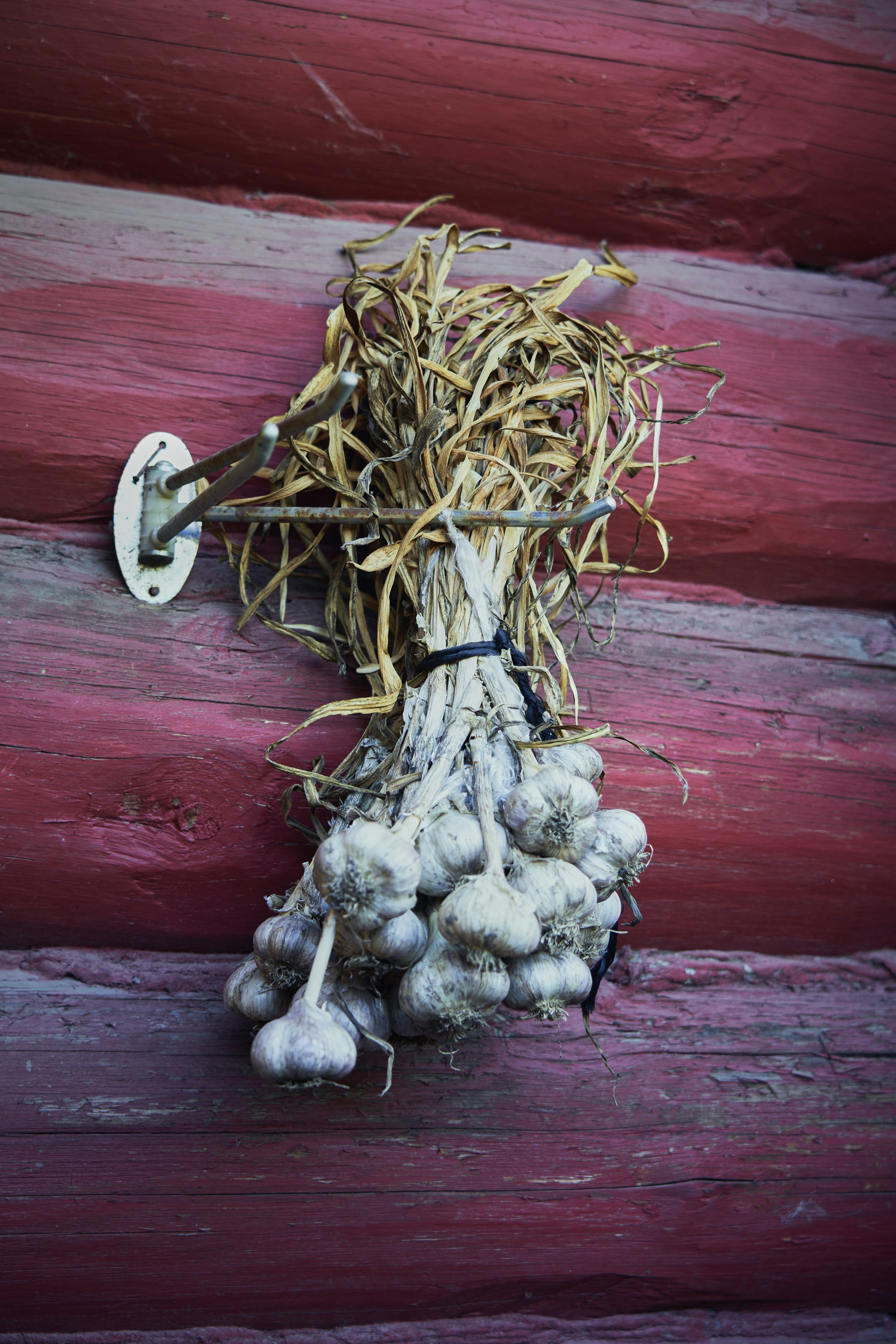 Garlic bundles hanging on a red barn wall to cure and dry after harvest