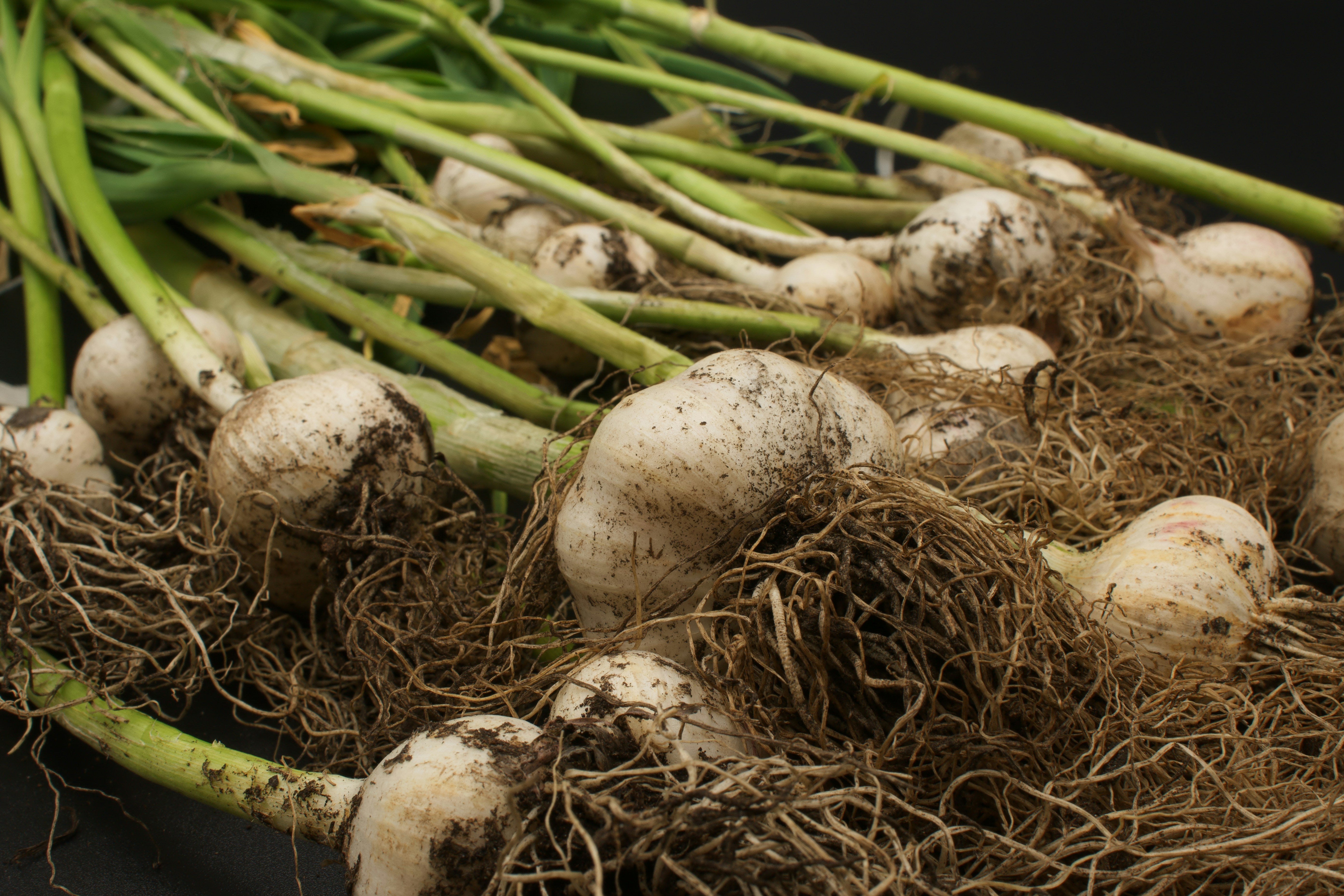 Freshly harvested garlic cluster with green stems and roots — quality seed garlic for planting