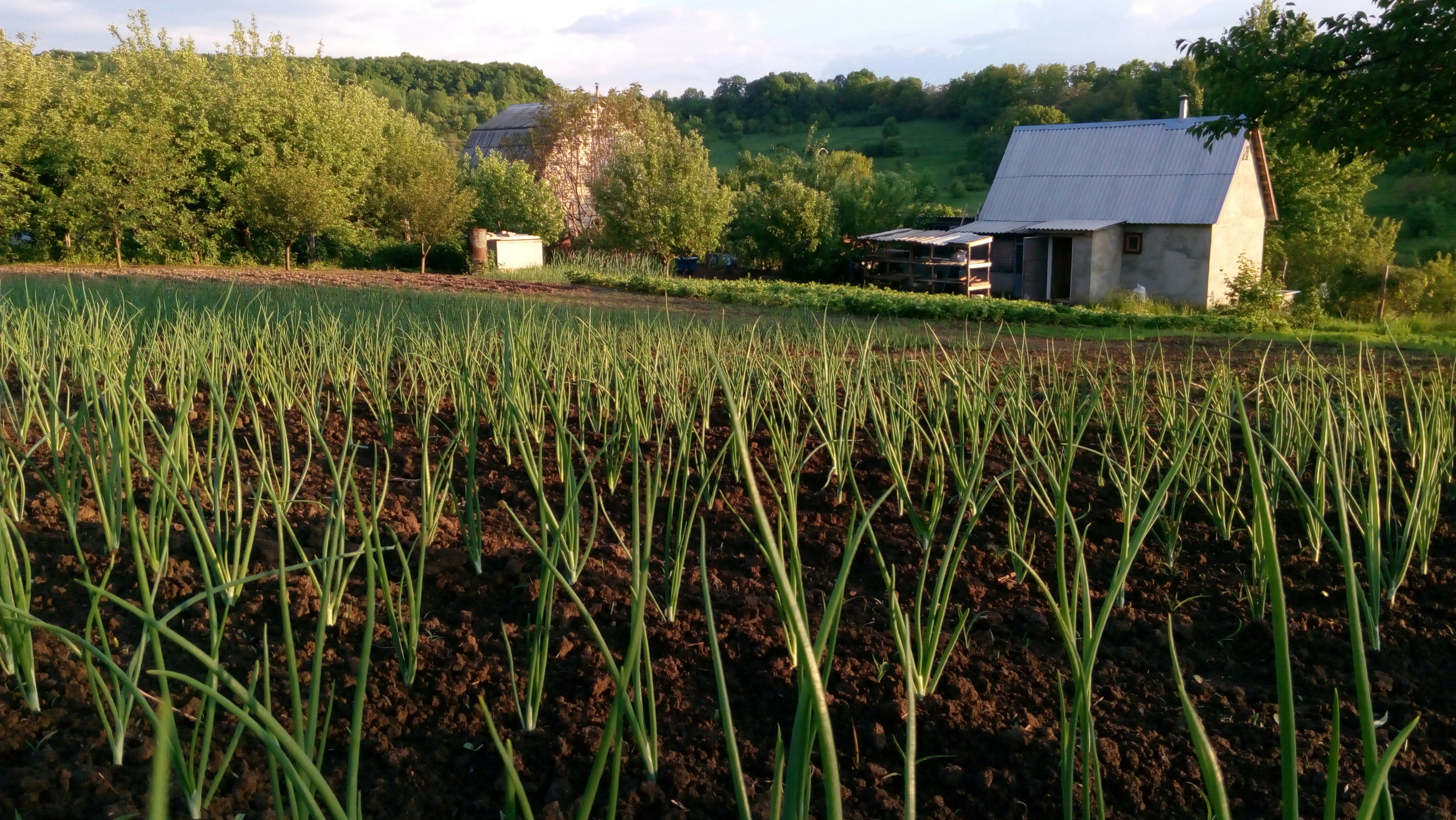 Garlic growing in rows on a small farm at sunset — origins and history of garlic