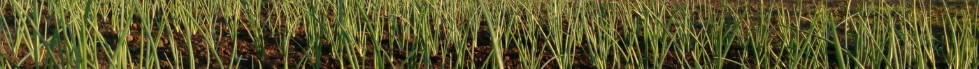 Garlic growing in rows on a small farm at sunset — origins and history of garlic