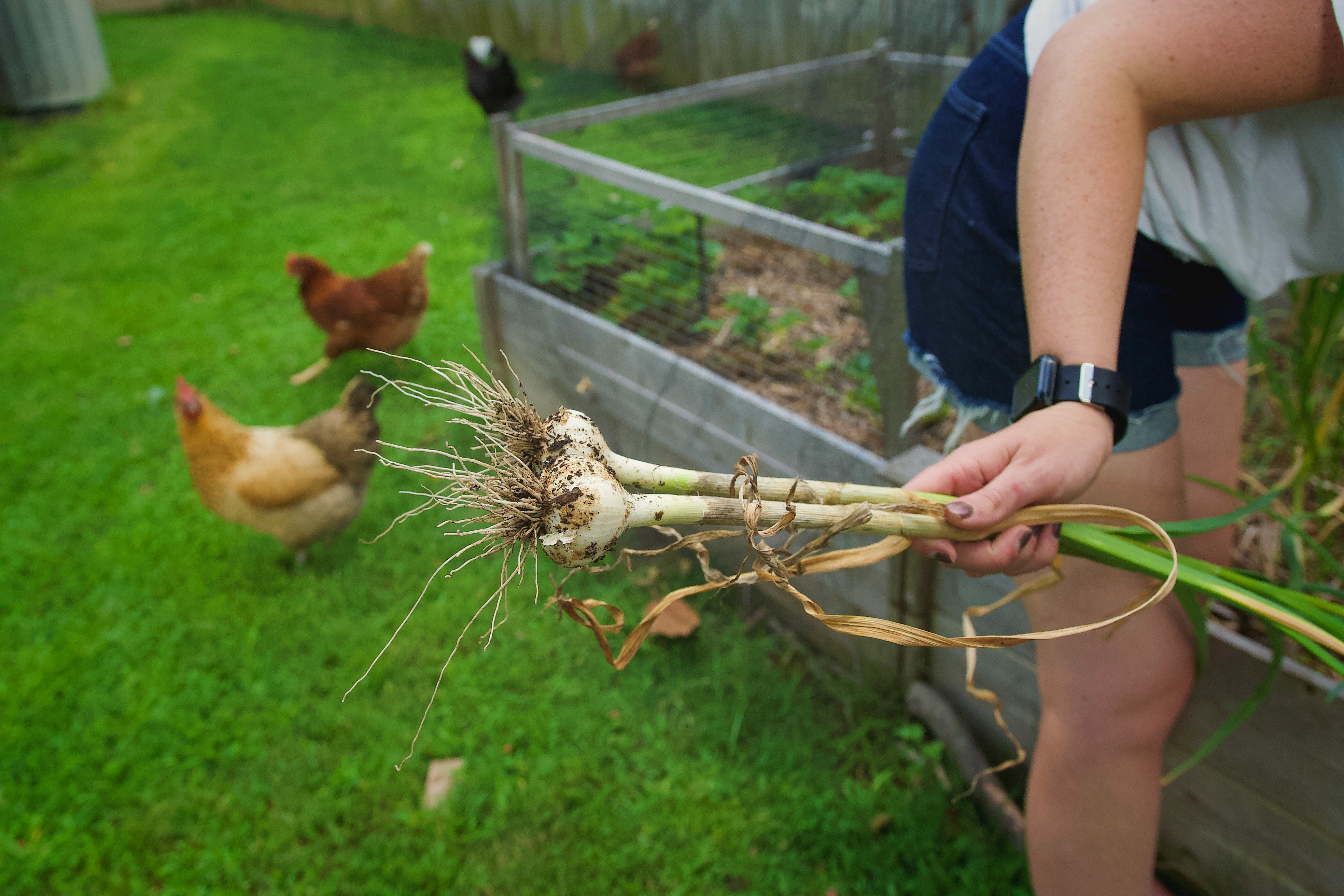 Person holding freshly pulled green garlic with roots from the garden