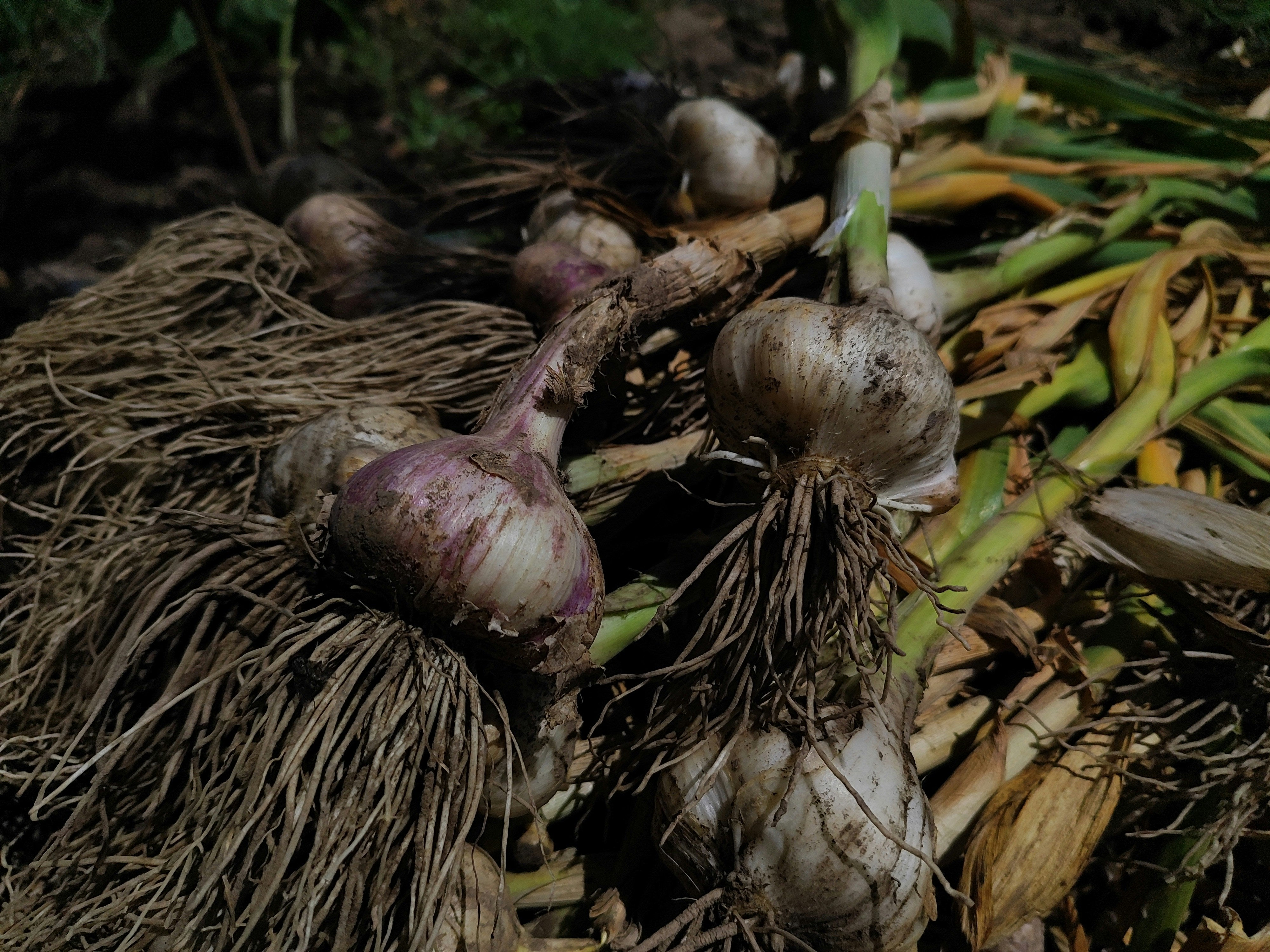 Freshly harvested hardneck garlic with purple streaking — heirloom seed garlic varieties