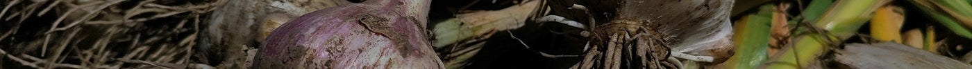 Freshly harvested hardneck garlic with purple streaking — heirloom seed garlic varieties