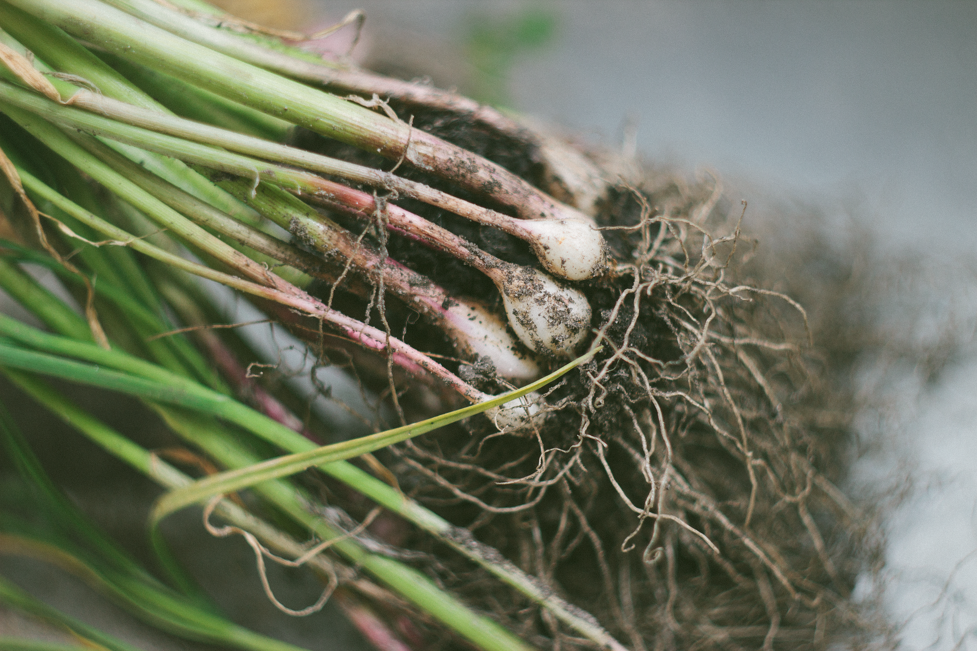 Young garlic plants emerging from soil in spring — can you plant garlic in spring
