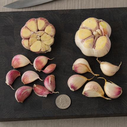 Rare Gourmet Garlic Duo – Donostia Red & Georgian Fire Seed Garlic