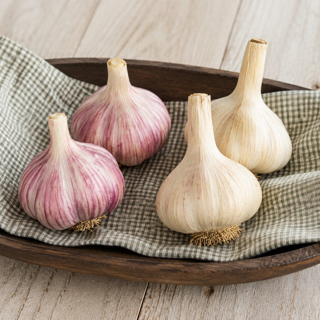 Rare Gourmet Garlic Duo – Donostia Red & Georgian Fire Seed Garlic