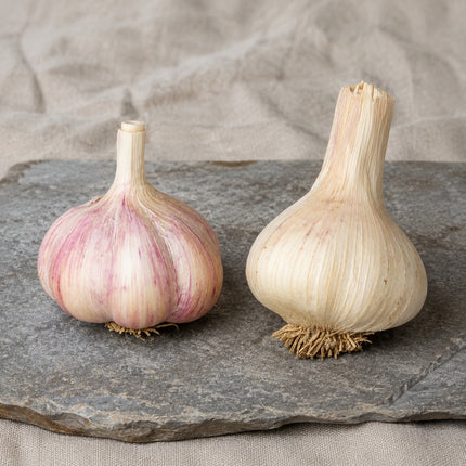 Rare Gourmet Garlic Duo – Donostia Red & Georgian Fire Seed Garlic