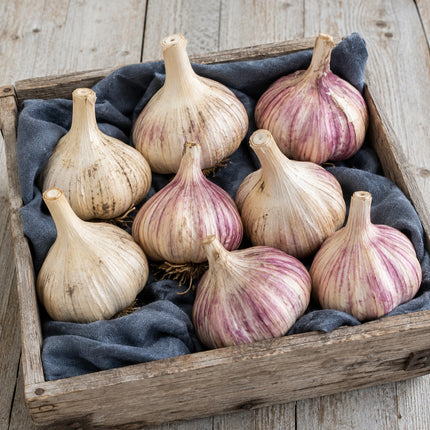 Rare Gourmet Garlic Duo – Donostia Red & Georgian Fire Seed Garlic