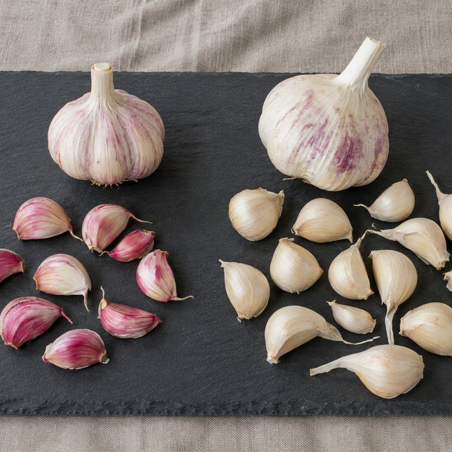 Southern Growers Duo – Donostia Red & Inchelium Red Seed Garlic