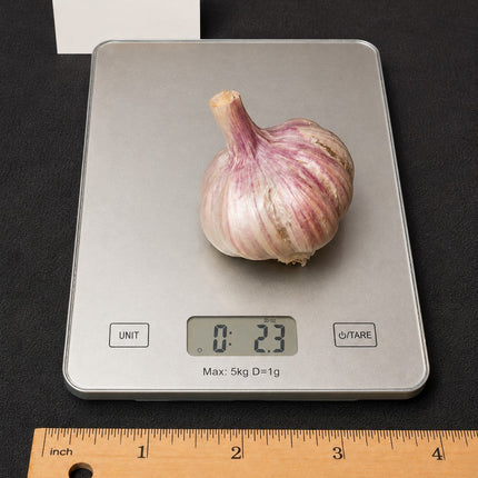 Donostia Red garlic bulb weighed on a kitchen scale with ruler for size