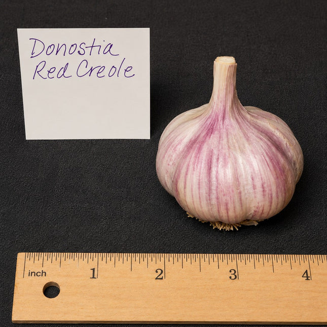 Donostia Red garlic bulb with ruler for size reference