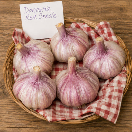 Donostia Red garlic bulbs in a basket, freshly harvested