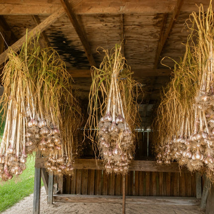 Georgian Fire garlic bundles curing in the drying barn