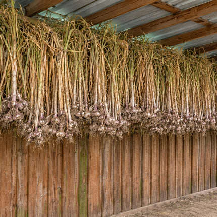 Donostia Red garlic bundles hanging to cure in the drying barn