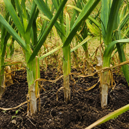 Lorz Italian garlic growing in the field at Earthwise Garlic, Coburg, Oregon