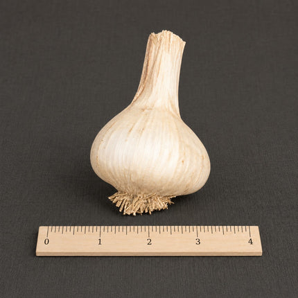Georgian Fire garlic bulb with ruler for size reference