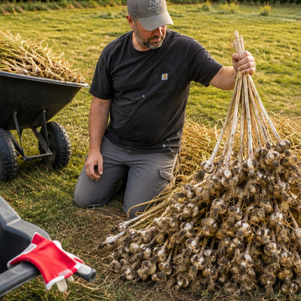 Hand-harvested garlic ready for curing at Earthwise Garlic