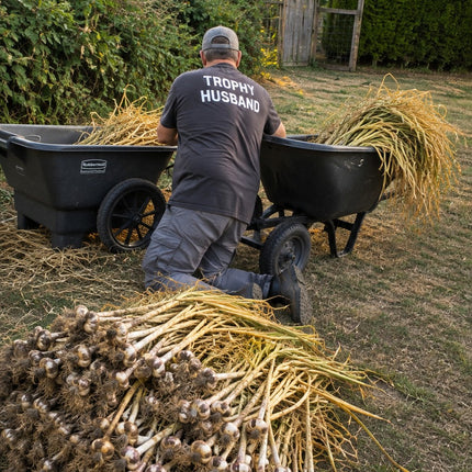 Freshly harvested garlic being prepped for curing at Earthwise Garlic