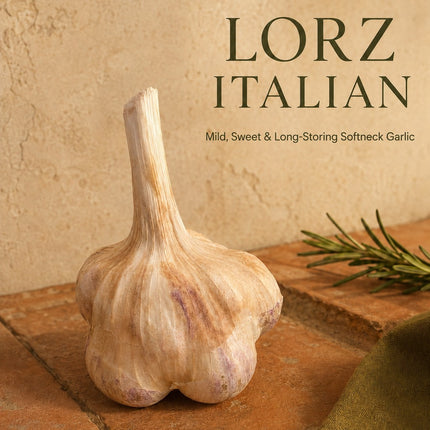 Lorz Italian seed garlic cloves ready to plant, close-up, Earthwise Garlic
